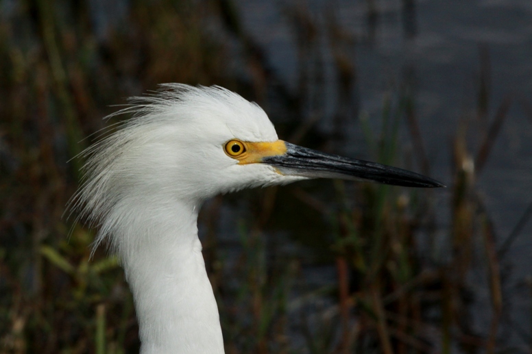 snowy egret